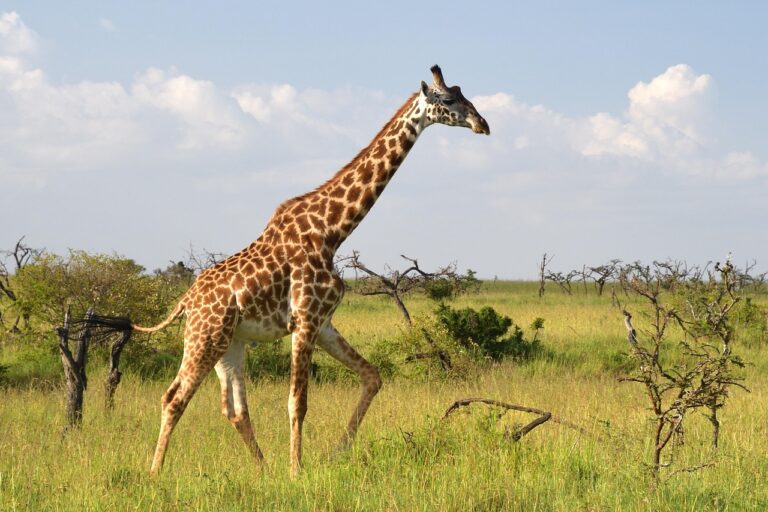 2 Days Masai Mara Safari Itinerary (4×4 Road Safari from Nairobi)