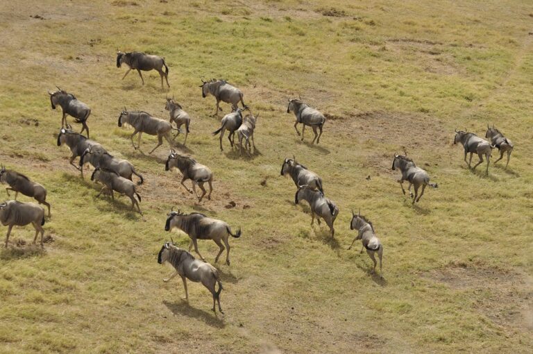 3 Days Masai Mara Safari Itinerary: A Journey into the Heart of Kenya’s Wilderness