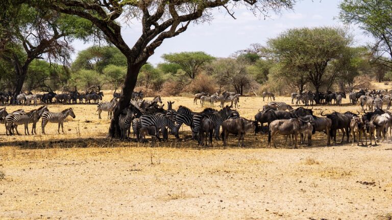 3 Day Masai Mara and Lake Naivasha Safari Hippos Birdlife and Big Game