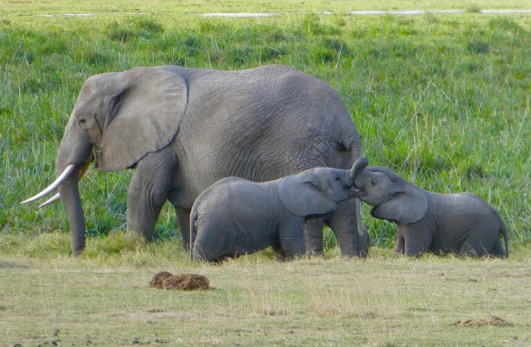 5-Day Kenya Safari Amboseli National Park and Masai Mara Adventure